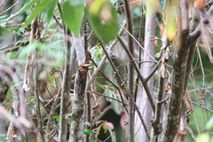 Colaptes auricularis