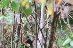 Colaptes auricularis