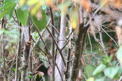 Colaptes auricularis