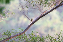 Colaptes auricularis