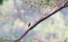 Colaptes auricularis