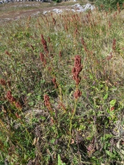 Rumex tuberosus