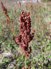 Rumex tuberosus