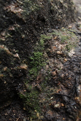 Fissidens taylorii