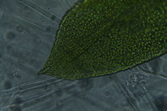 Fissidens taylorii
