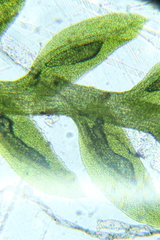 Fissidens taylorii