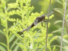 Libellula luctuosa