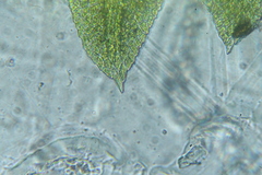 Fissidens taylorii
