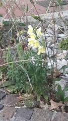 Antirrhinum majus