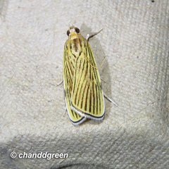 Tyspanodes linealis