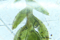 Fissidens taylorii