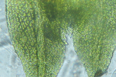 Fissidens taylorii