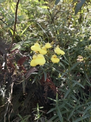 Calceolaria hyssopifolia