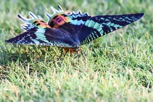 Madagascan Sunset Moth