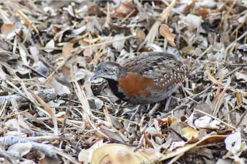 Madagascar Buttonquail