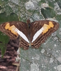 Adelpha plesaure