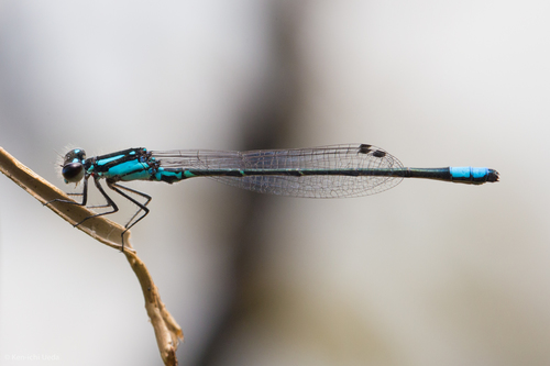 Skimming Bluet photo 5
