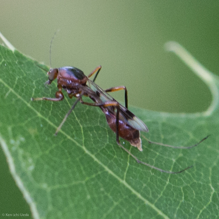 Heteromyia prattii
