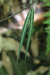 Gardneria multiflora