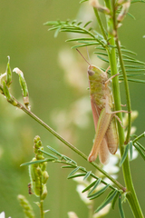 Chorthippus dichrous