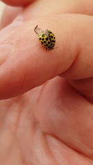 Psyllobora vigintiduopunctata