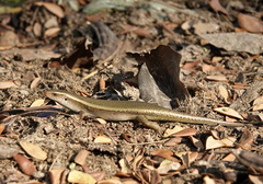 Eutropis multifasciata