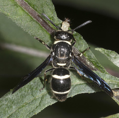 Euodynerus schwarzi