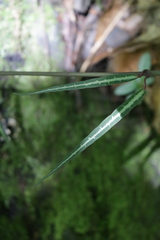 Gardneria multiflora