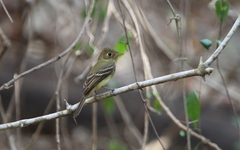 Empidonax difficilis