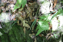 Gardneria multiflora