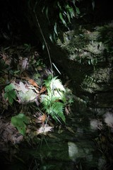 Gardneria multiflora