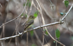 Empidonax difficilis