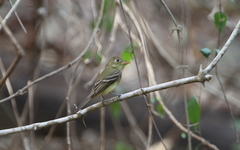 Empidonax difficilis