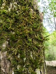 Forsstroemia trichomitria