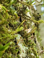 Forsstroemia trichomitria