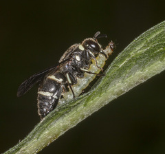 Euodynerus schwarzi