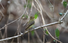 Empidonax difficilis