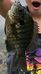 Lepomis macrochirus macrochirus