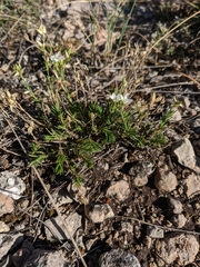 Minuartia adenotricha