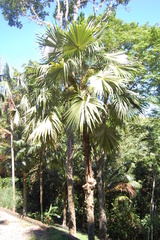Coccothrinax