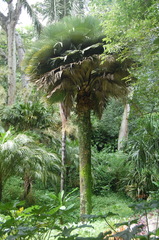 Copernicia baileyana