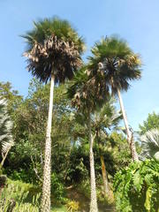 Copernicia prunifera