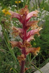 Orobanche amethystea amethystea