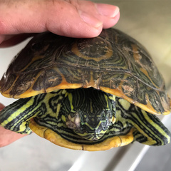 Trachemys venusta iversoni