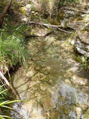 Austropotamobius pallipes