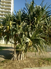 Pandanus tectorius