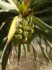 Pandanus tectorius