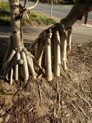 Pandanus tectorius