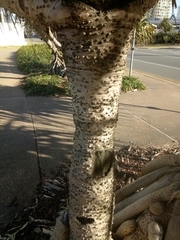 Pandanus tectorius