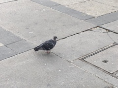 Columba livia domestica